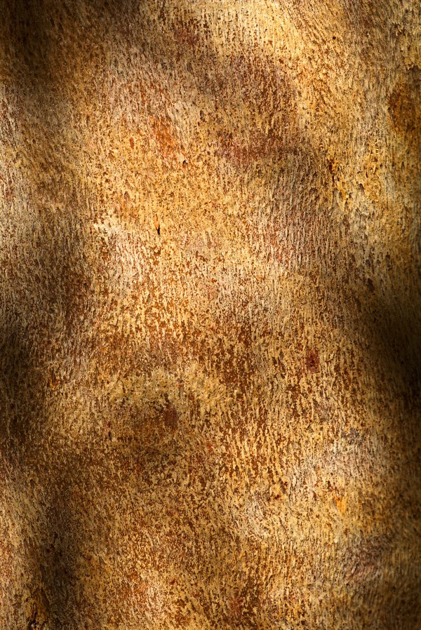 Eucalyptus Bark Golden Art by Joy Watson